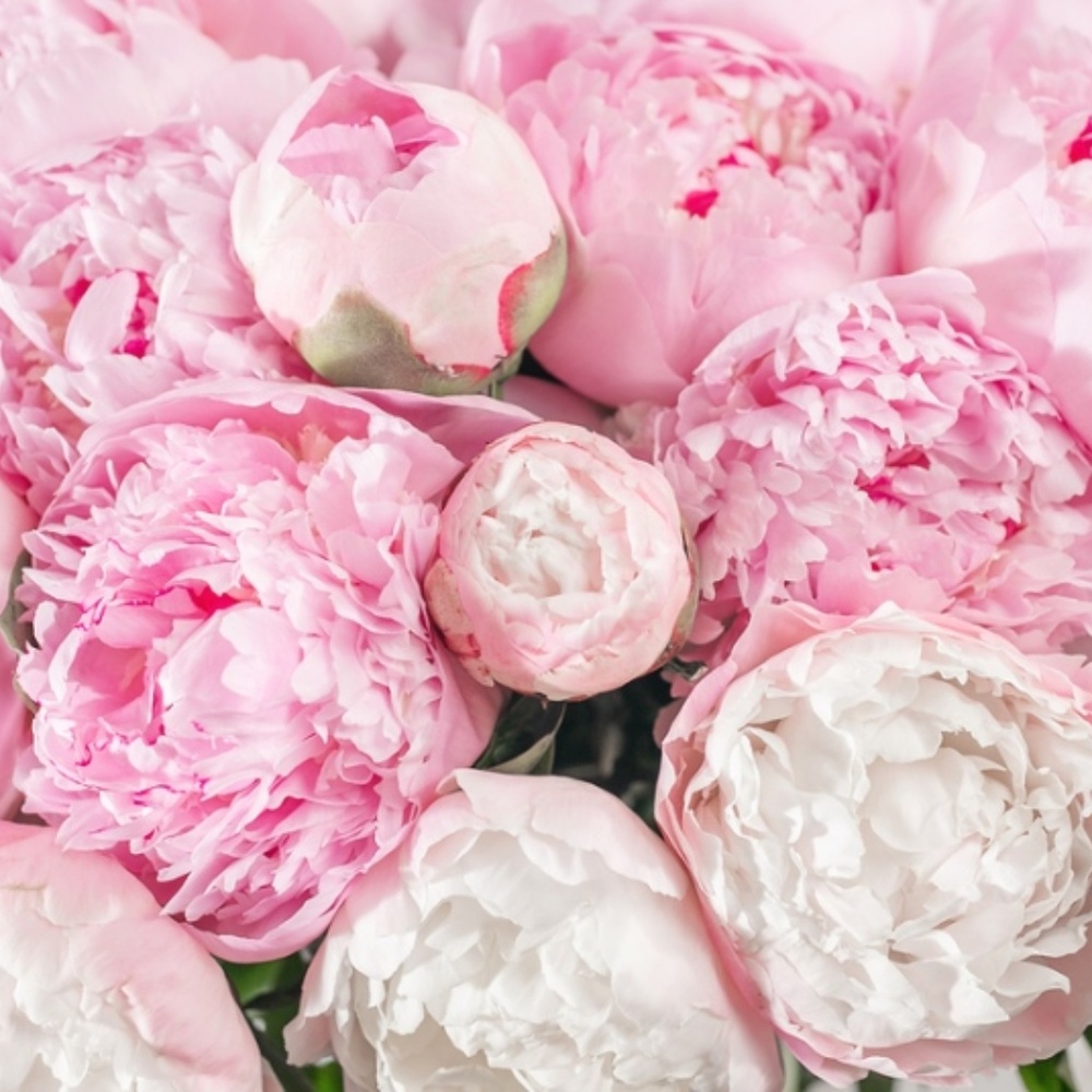 Meet your Posher, Maddie